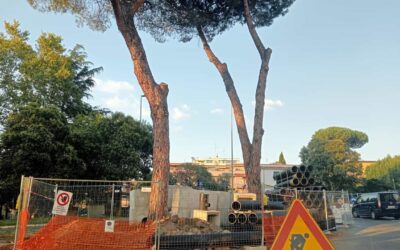 C’è da riqualificare una strada, 47 pini sono di troppo. Scoppia la protesta ad Ottavia / RomaToday 19/09/2023