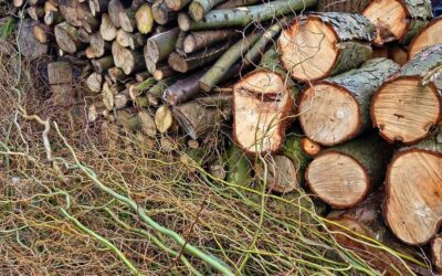Selva Candida, cittadini chiedono aiuto al vescovo: “La rigenerazione urbana rischia di diventare causa di distruzione di bellezza e biodiversità” – RomaToday 17/10/2025