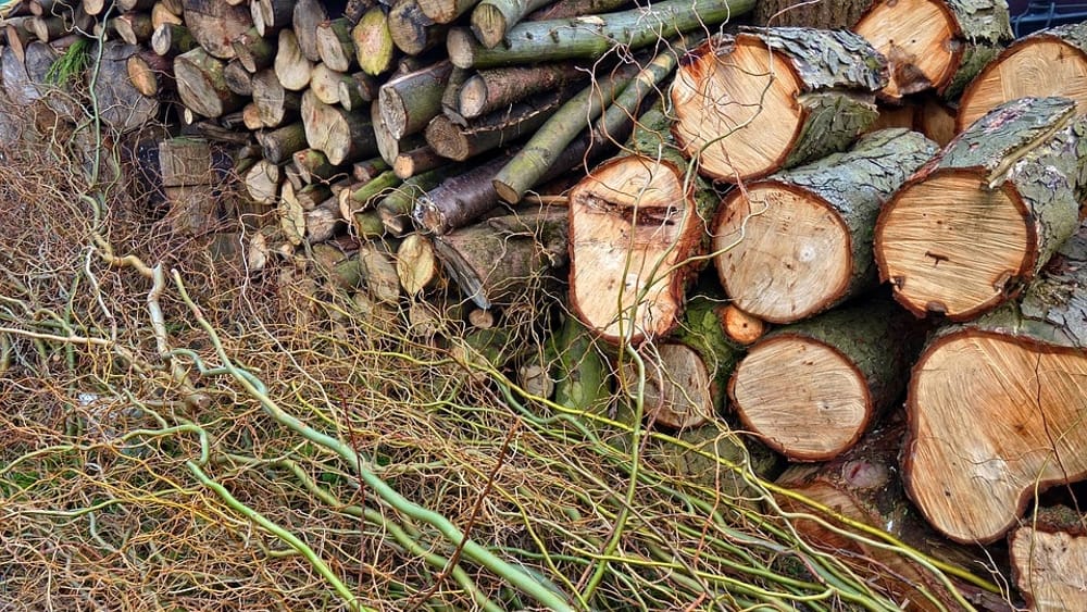 Selva Candida, cittadini chiedono aiuto al vescovo: “La rigenerazione urbana rischia di diventare causa di distruzione di bellezza e biodiversità” – RomaToday 17/10/2025